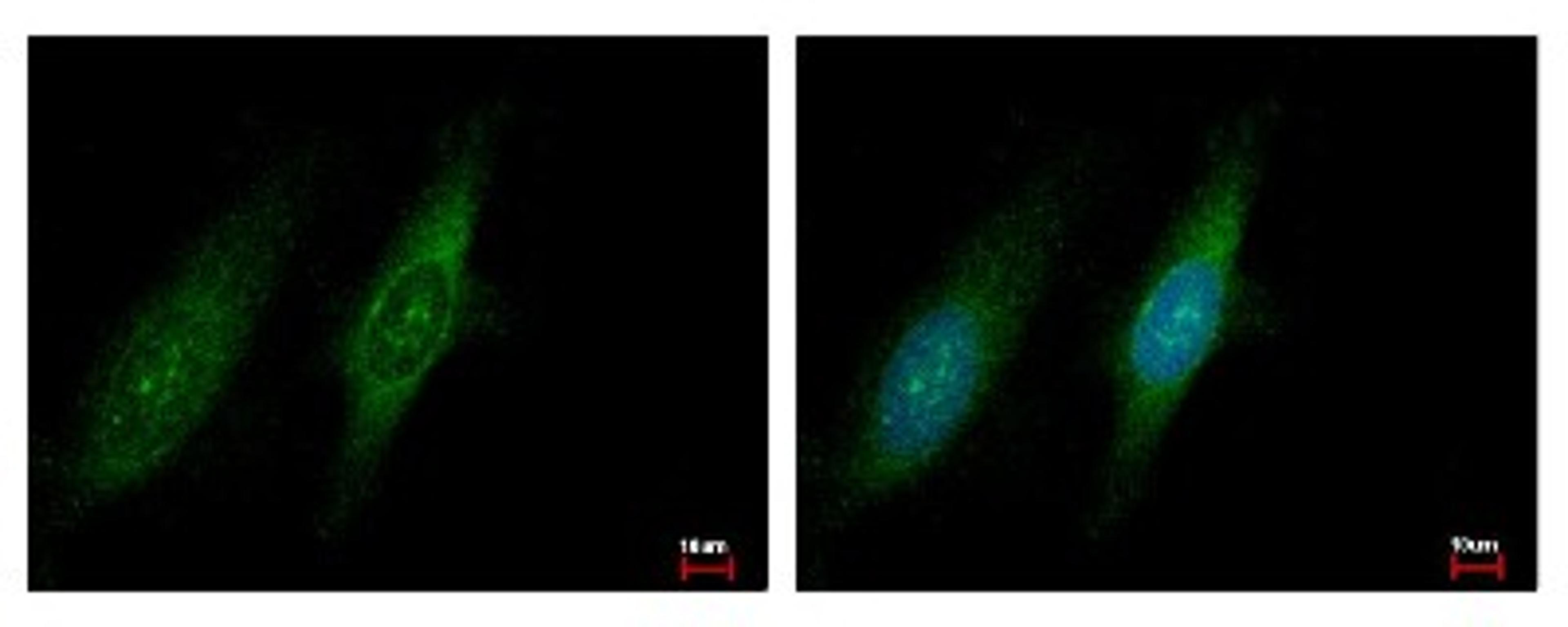 Immunocytochemistry/Immunofluorescence: GCN2 Antibody [NBP1-31679] - Sample: HeLa cells were fixed in iced-cold MeOH for 5 min. Green: EIF2AK4 protein stained by GCN2 antibody, C-term diluted at 1:500. Blue: Hoechst 33343 staining.