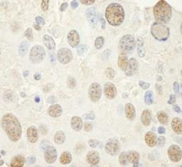 Detection of mouse NF-YC by immunohistochemistry.