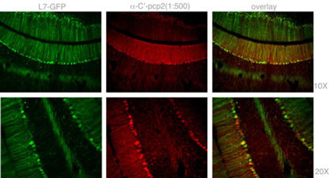 Staining with Mouse Pcp2 Antibody was colocalized with GFP in most of the Purkinje cells with low background in 1:500 dilution condition. Intensity of PCP2 staining was not necessarily corresponded to the intensity of GFP, and there are a few GFP positive