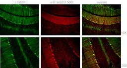 Staining with Mouse Pcp2 Antibody was colocalized with GFP in most of the Purkinje cells with low background in 1:500 dilution condition. Intensity of PCP2 staining was not necessarily corresponded to the intensity of GFP, and there are a few GFP positive