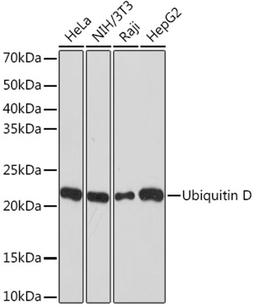 Western blot - Ubiquitin D Rabbit mAb (A9005)