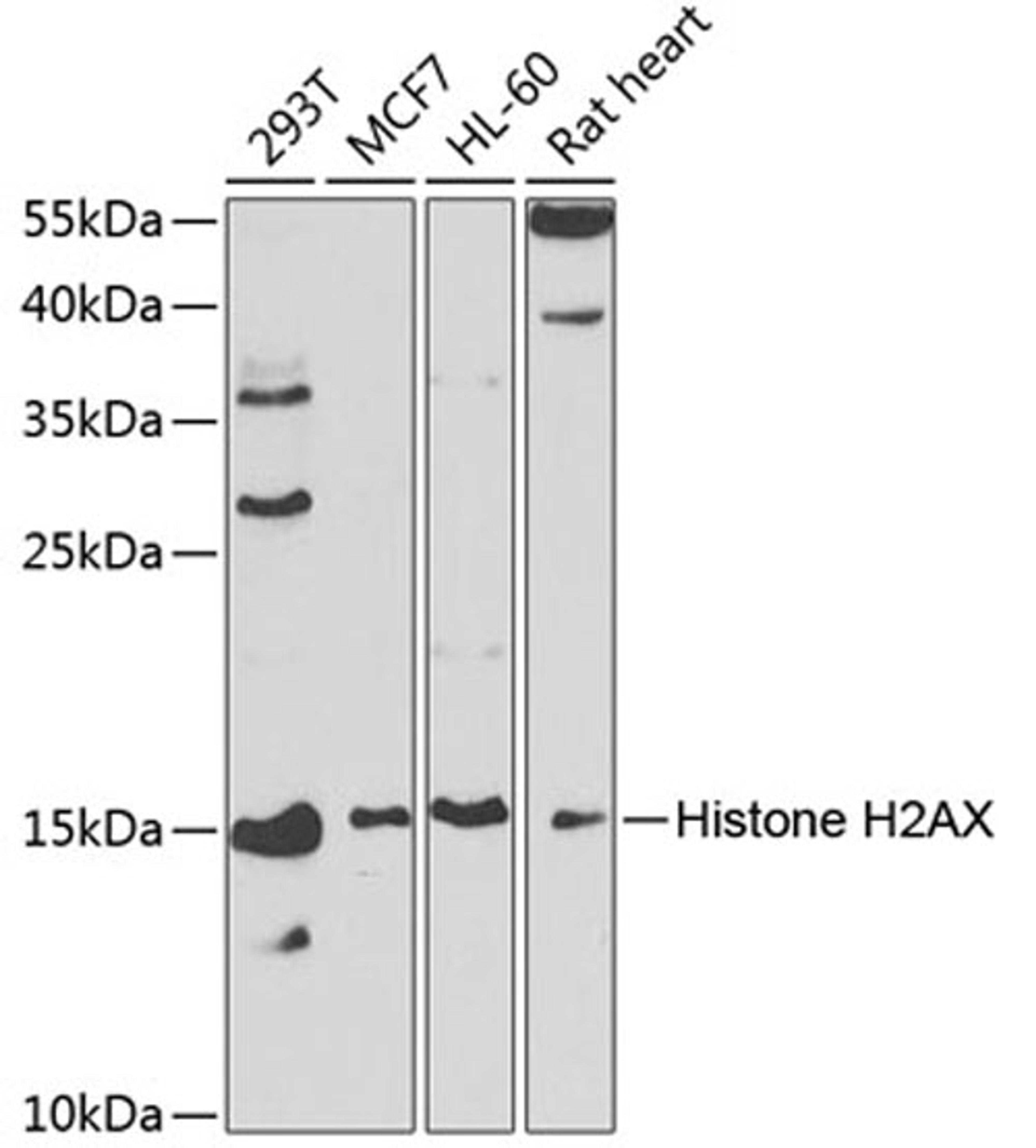 Western blot - Histone H2AX antibody (A2082)