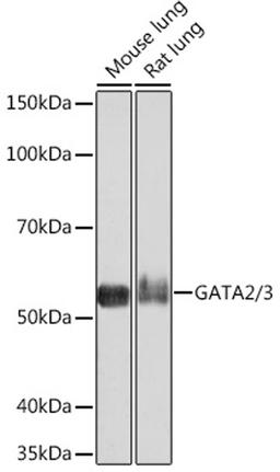 Western blot - GATA2/3 Rabbit mAb (A5083)