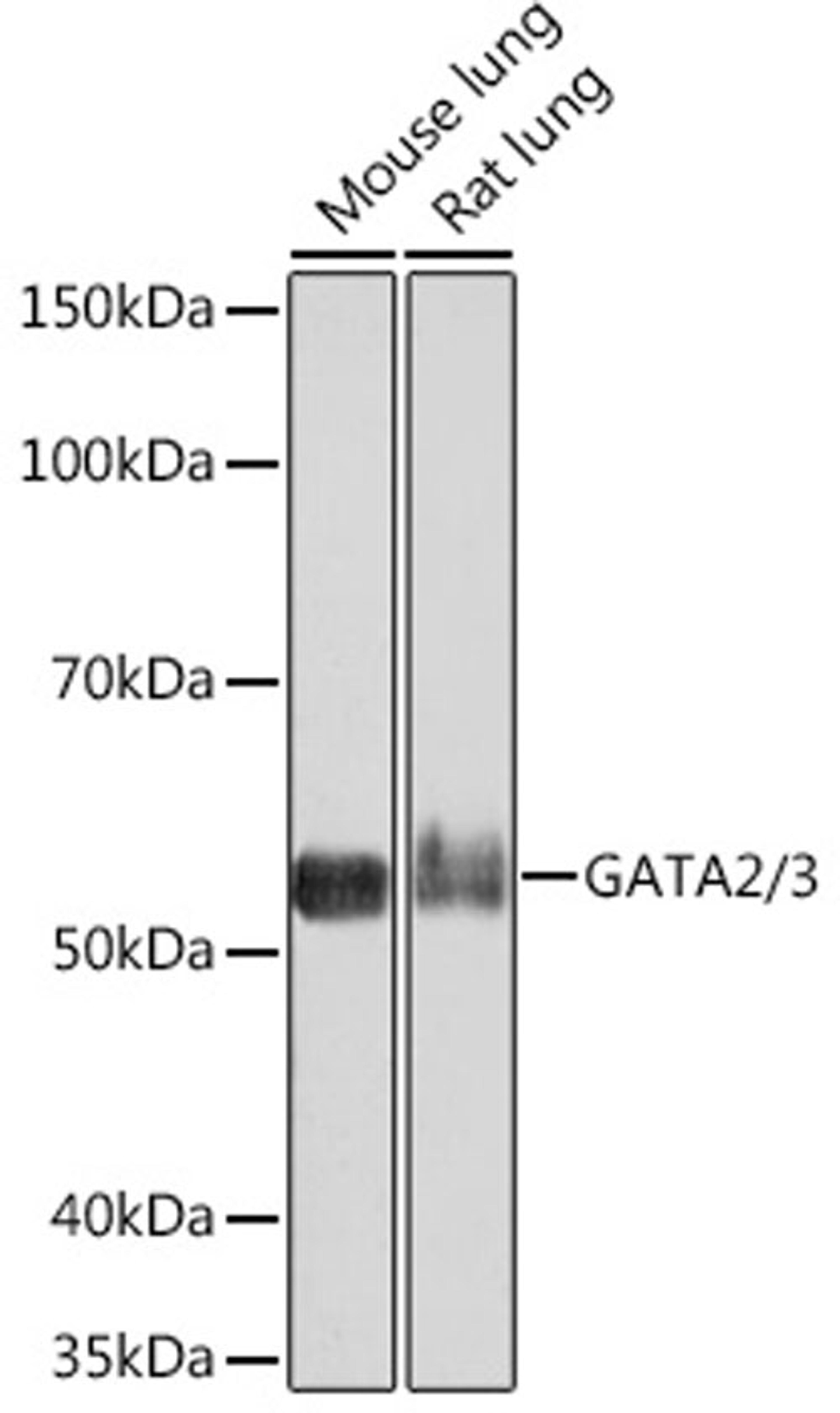 Western blot - GATA2/3 Rabbit mAb (A5083)