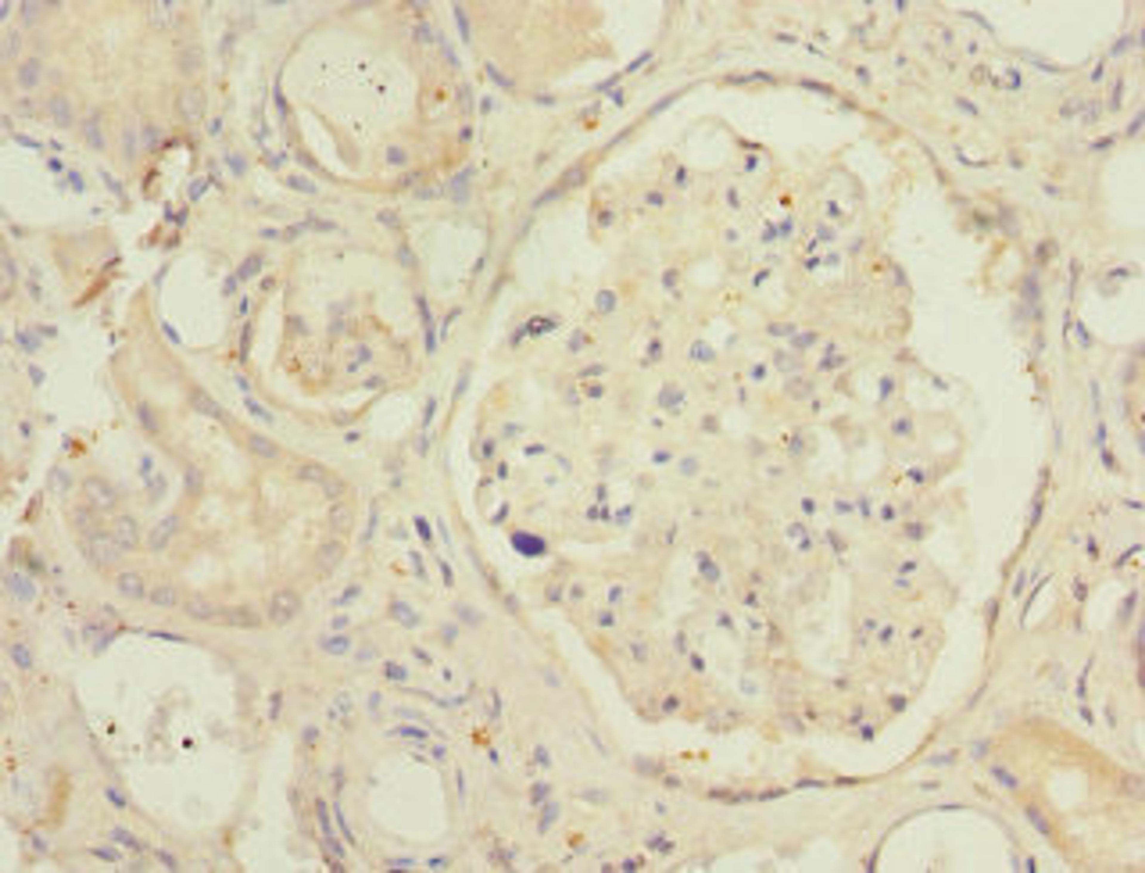 Immunohistochemistry of paraffin-embedded human kidney tissue using CSB-PA887043DSR1HU at dilution of 1:100