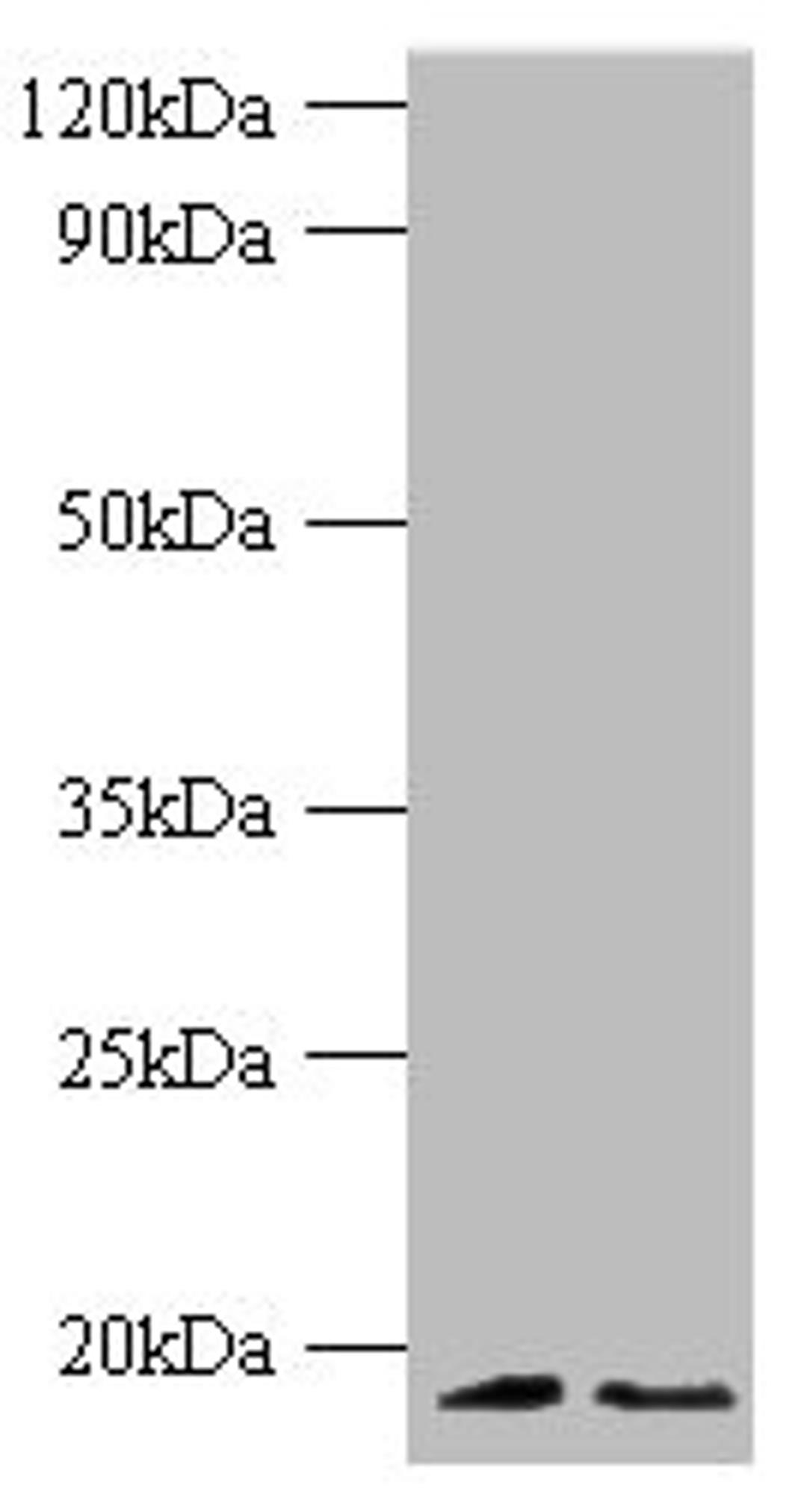 Western blot. All lanes: Histone H3.3 antibody at 2ug/ml. Lane 1: 293T whole cell lysate. Lane 2: EC109 whlole cell lysate. Secondary. Goat polyclonal to rabbit IgG at 1/1000 dilution. Predicted band size: 15 kDa. Observed band size: 15 kDa.