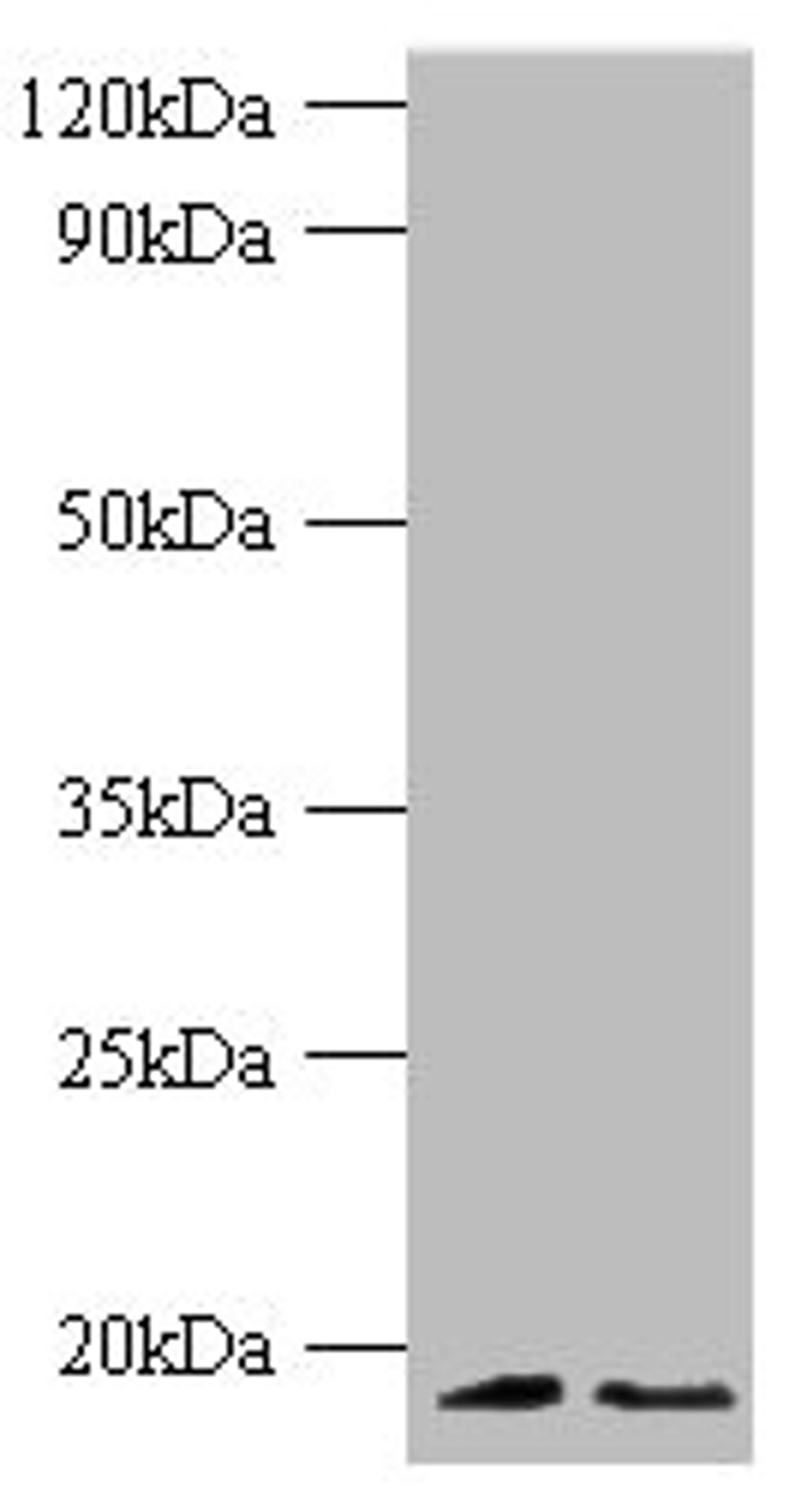 Western blot. All lanes: Histone H3.3 antibody at 2ug/ml. Lane 1: 293T whole cell lysate. Lane 2: EC109 whlole cell lysate. Secondary. Goat polyclonal to rabbit IgG at 1/1000 dilution. Predicted band size: 15 kDa. Observed band size: 15 kDa.