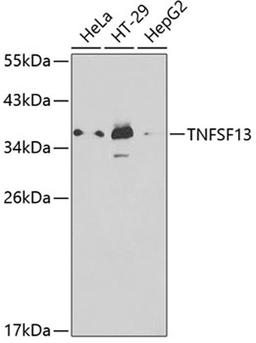 Western blot - TNFSF13 antibody (A1237)