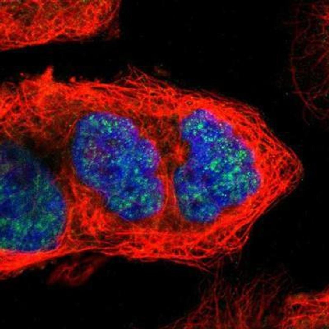 Immunocytochemistry/Immunofluorescence: CCNB3 Antibody [NBP1-89475] - Staining of human cell line A-431 shows positivity in nuclei but not nucleoli.