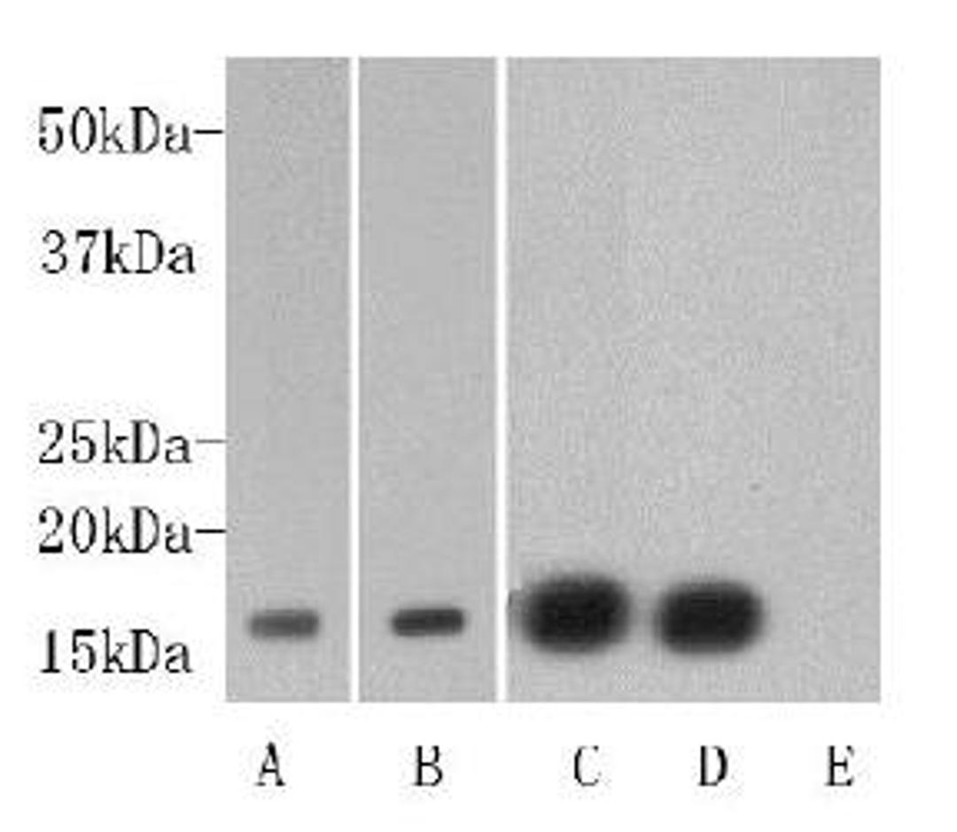 Western blot analysis of A?human liver B?purified Histone protein C?F9 D?F9+non-methyl peptide E?F9+Di-methl (lys4) peptide using Di-mehtyl-Histone H3 antibody