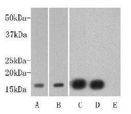 Western blot analysis of A?human liver B?purified Histone protein C?F9 D?F9+non-methyl peptide E?F9+Di-methl (lys4) peptide using Di-mehtyl-Histone H3 antibody