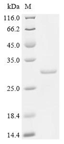 (Tris-Glycine gel) Discontinuous SDS-PAGE (reduced) with 5% enrichment gel and 15% separation gel.