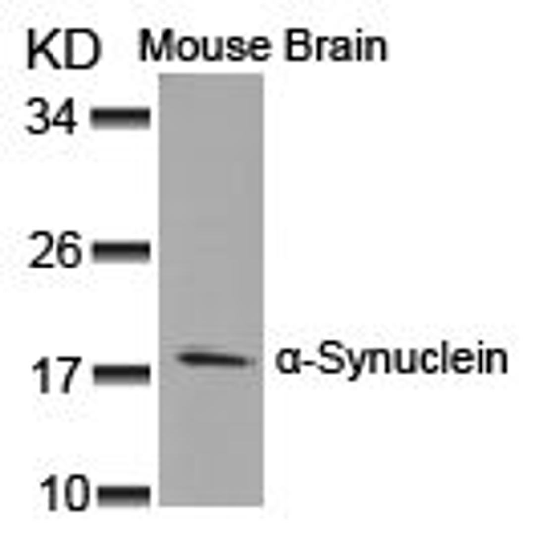 Western blot analysis of lysed extracts from Mouse Brain tissue using α-Synuclein (Ab-125).