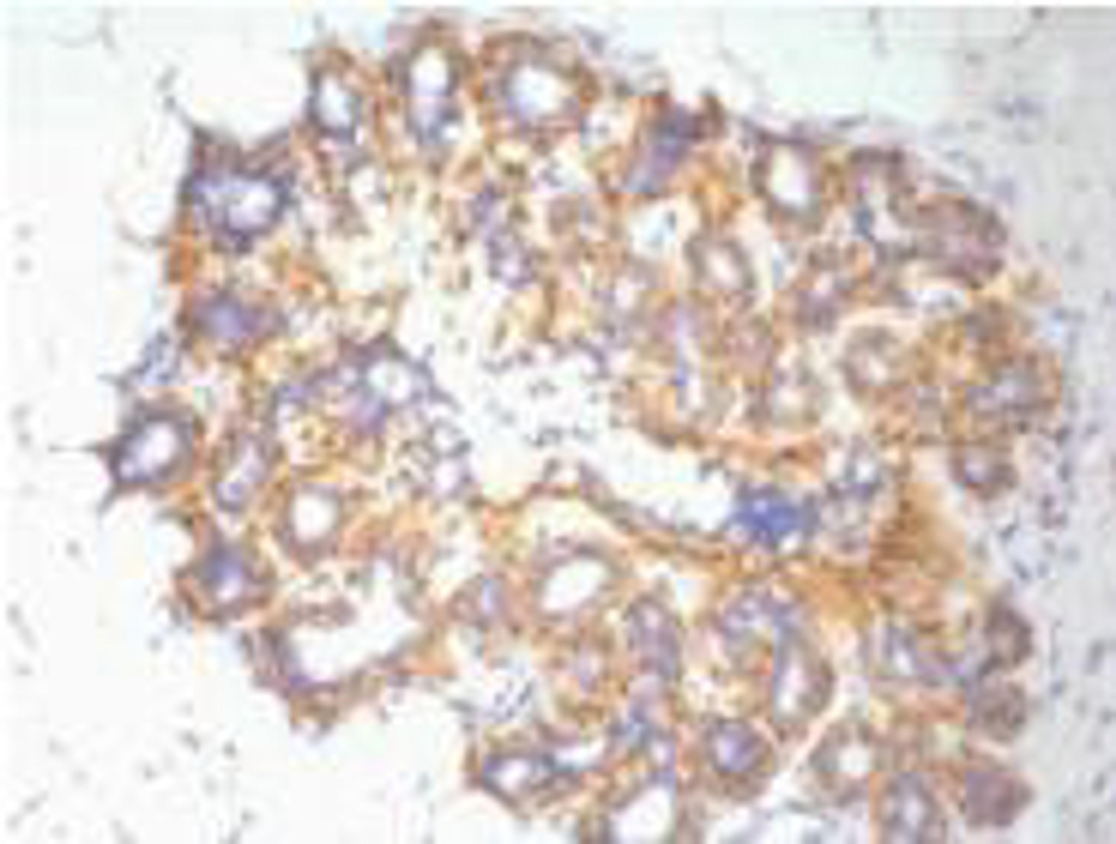 IHC Staining of Human ovary tissue, diluted at 1:200