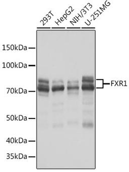 Western blot - FXR1 Rabbit mAb (A8697)