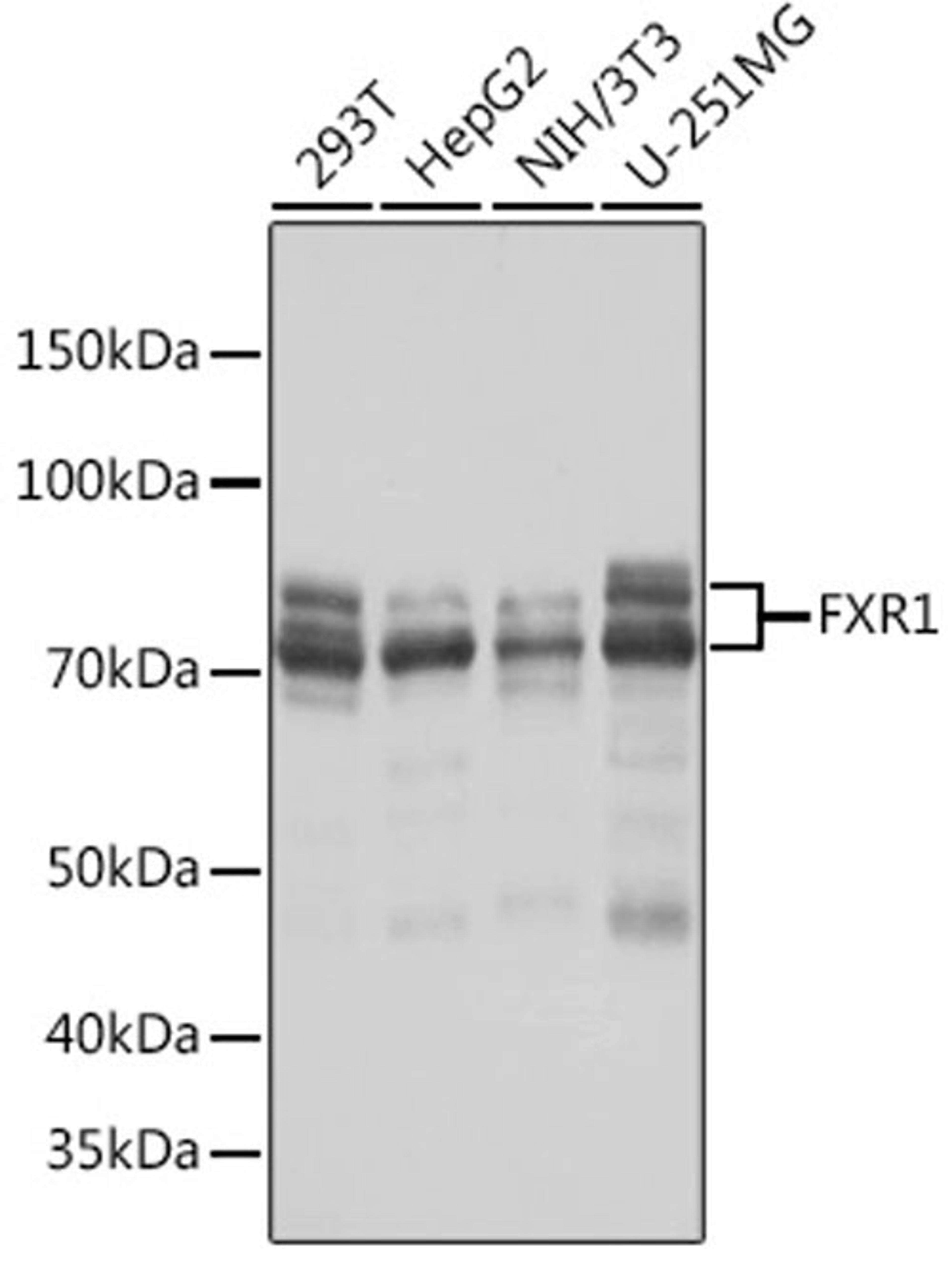 Western blot - FXR1 Rabbit mAb (A8697)