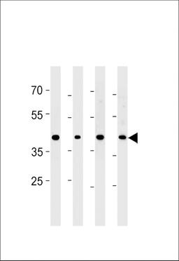 Western blot analysis in PC-3 cell line and mouse brain,testis and liver lysates (35ug/lane).