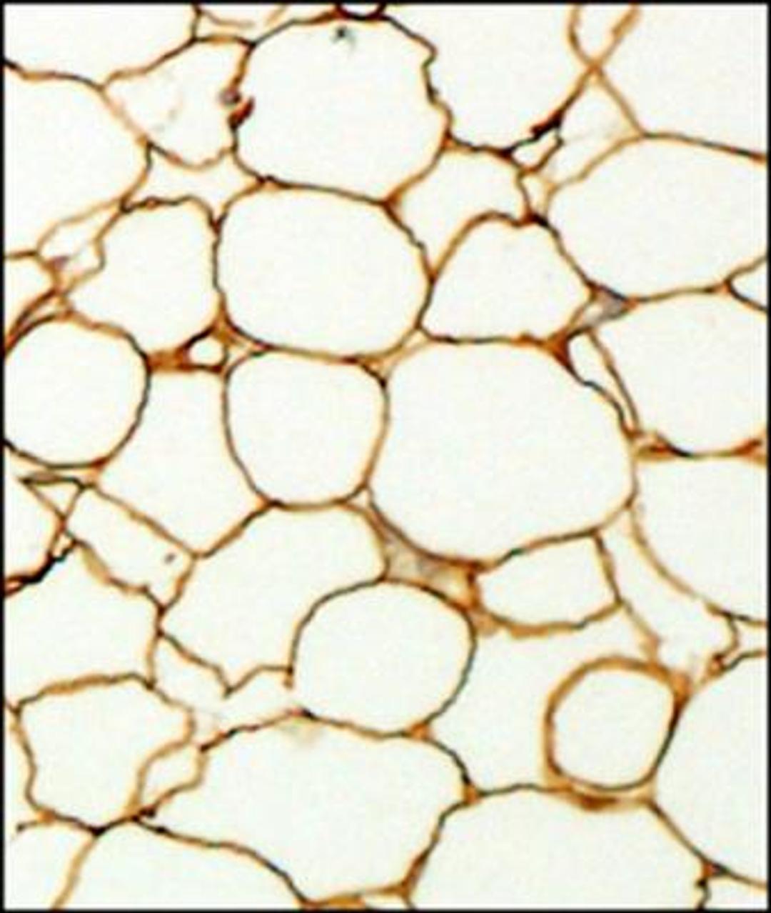 Immunohistochemistry-Paraffin: Perilipin Antibody [NB110-40760] - IHC analysis of formalin fixed paraffin embedded section of fat tissue from mouse with Perilipin antibody at 1:200 dilution. The antibody generated an expected staining in the adipocytes towards periphery of the cells.