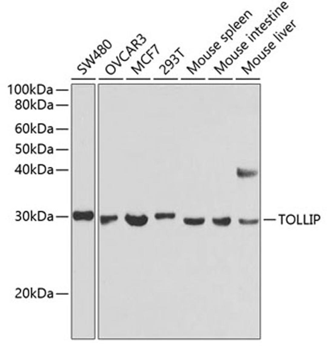 Western blot - TOLLIP antibody (A2202)