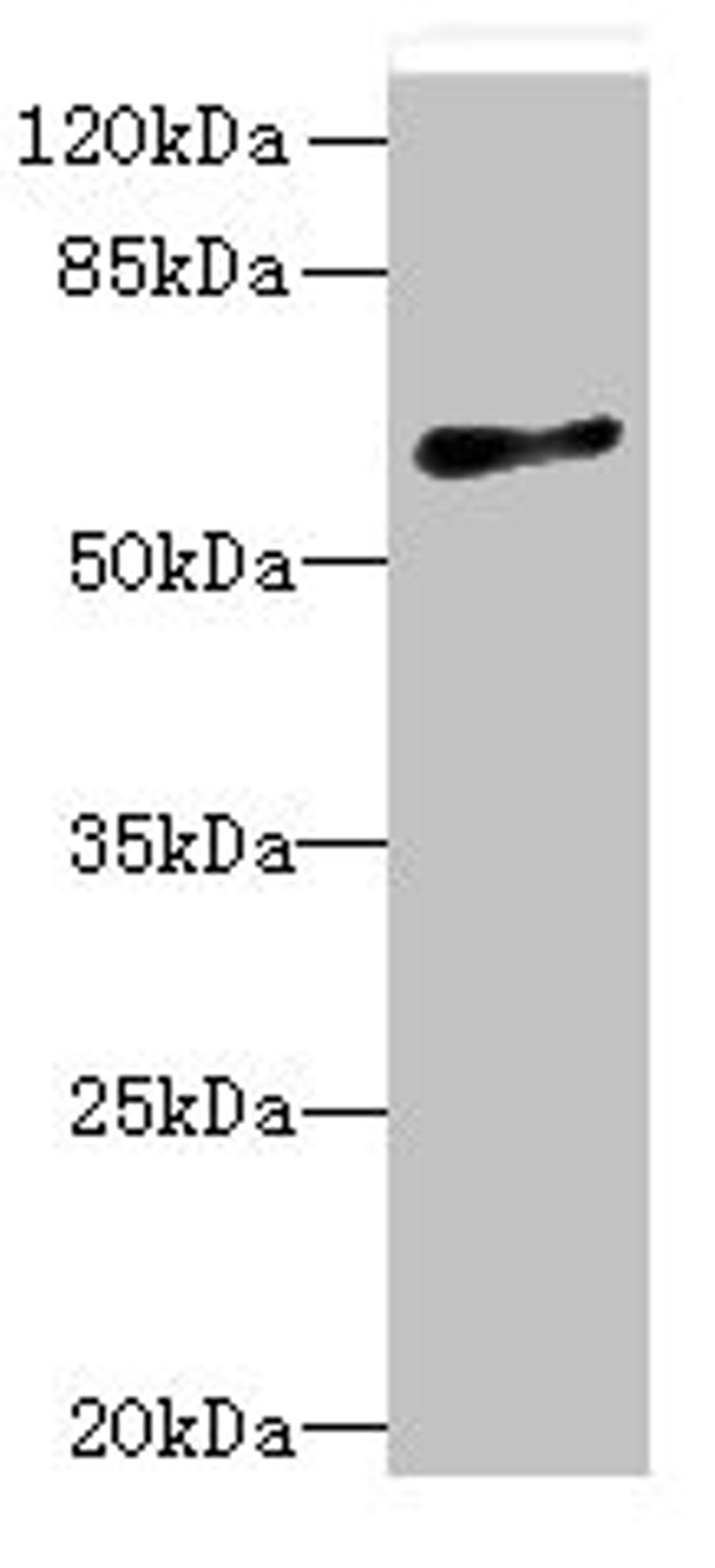 Western blot. All lanes: GPR75 antibody at 8µg/ml + HT29 whole cell lysate. Secondary. Goat polyclonal to rabbit IgG at 1/10000 dilution. Predicted band size: 59 kDa. Observed band size: 59 kDa