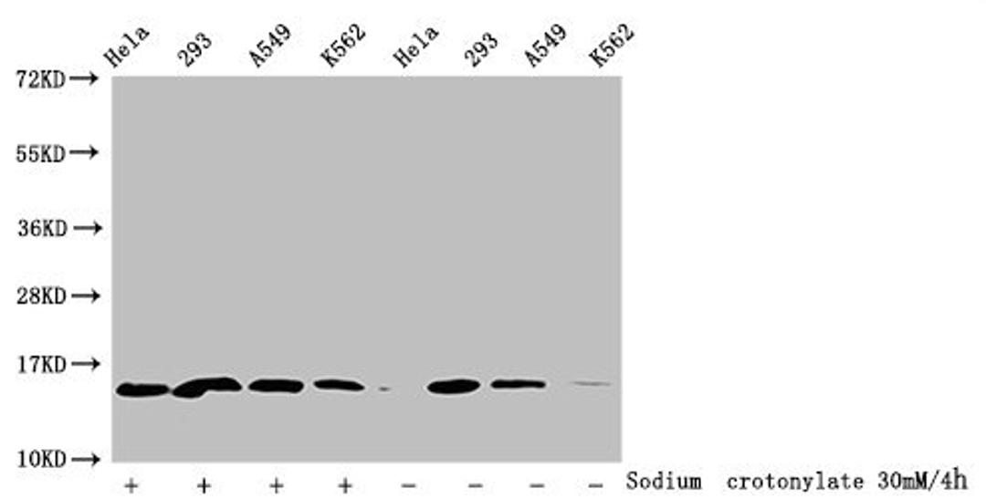 Western Blot. Detected samples: Hela whole cell lysate, 293 whole cell lysate, A549 whole cell lysate, K562 whole cell lysate; Untreated (-) or treated (+) with 30mM Sodium crotonylate for 4h. All lanes: HIST1H2BC antibody at 1:100. Secondary. Goat polyclonal to rabbit IgG at 1/50000 dilution. Predicted band size: 14 kDa. Observed band size: 14 kDa