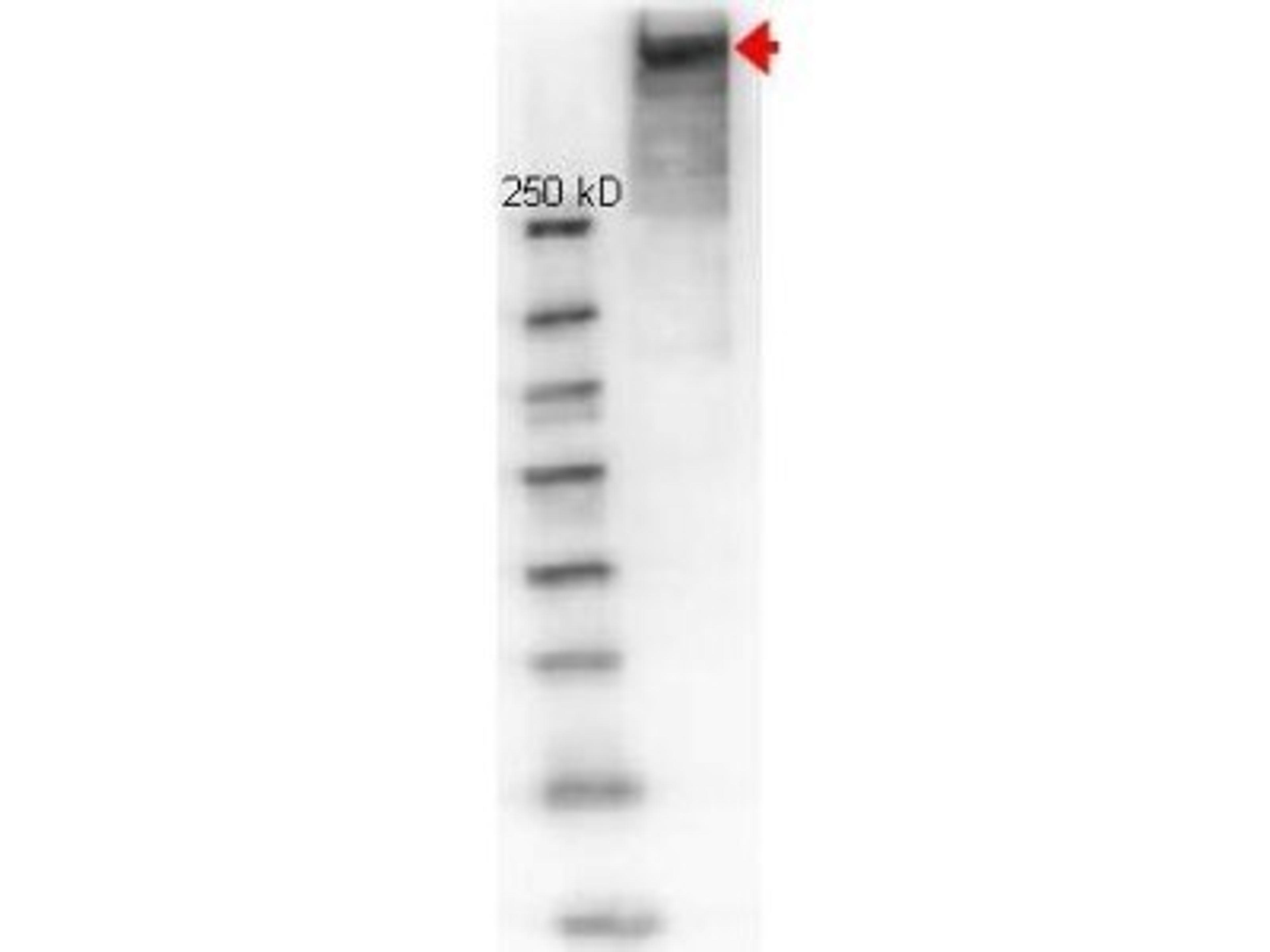 Western Blot: KLH Antibody [NB120-7054] - Analysis using the HRP conjugate of NB120-7054. Detection of Lane 1: molecular weight. Detection of Lane 2: reduced KLH. Load: 1 ug. Primary antibody: KLH antibody at 1:1000 for overnight at 4C. Secondary antibody: HRP Goat-anti Rabbit secondary antibody