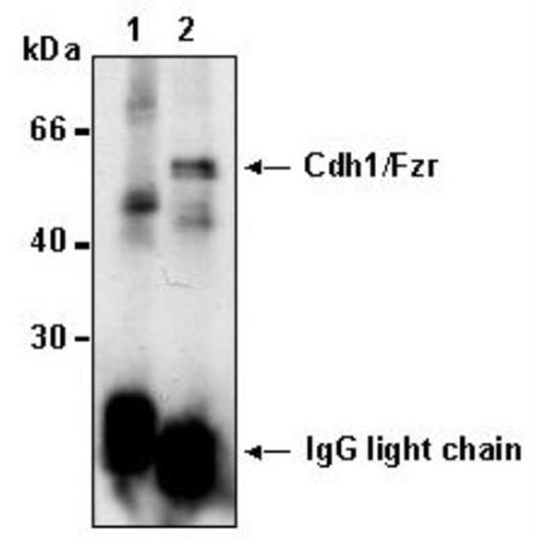 Immunoprecipitation: FZR1/CDH1 Antibody (DCS-266) [NBP1-54465] - Lane 1: Jurkat and mouse IgG1. Lane 2: Jurkat and anti Cdh1.