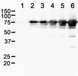 Western Blot: Streptolysin Antibody (6D11)  - BSA Free [NBP1-05126] - Analysis of Streptolysin in recombinant Streptolysin O (SLO) using Streptolysin antibody. Lanes range from 0 and 66 ng up to 1050 ng recombinant SLO. Image from verified customer review.