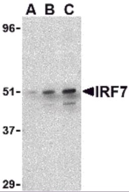 Western blot analysis of IRF7 in 293 whole cell lysate with IRF7 antibody at (A) 0.5, (B) 1, and (C) 2 &#956;g/mL.