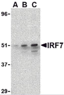 Western blot analysis of IRF7 in 293 whole cell lysate with IRF7 antibody at (A) 0.5, (B) 1, and (C) 2 μg/mL.