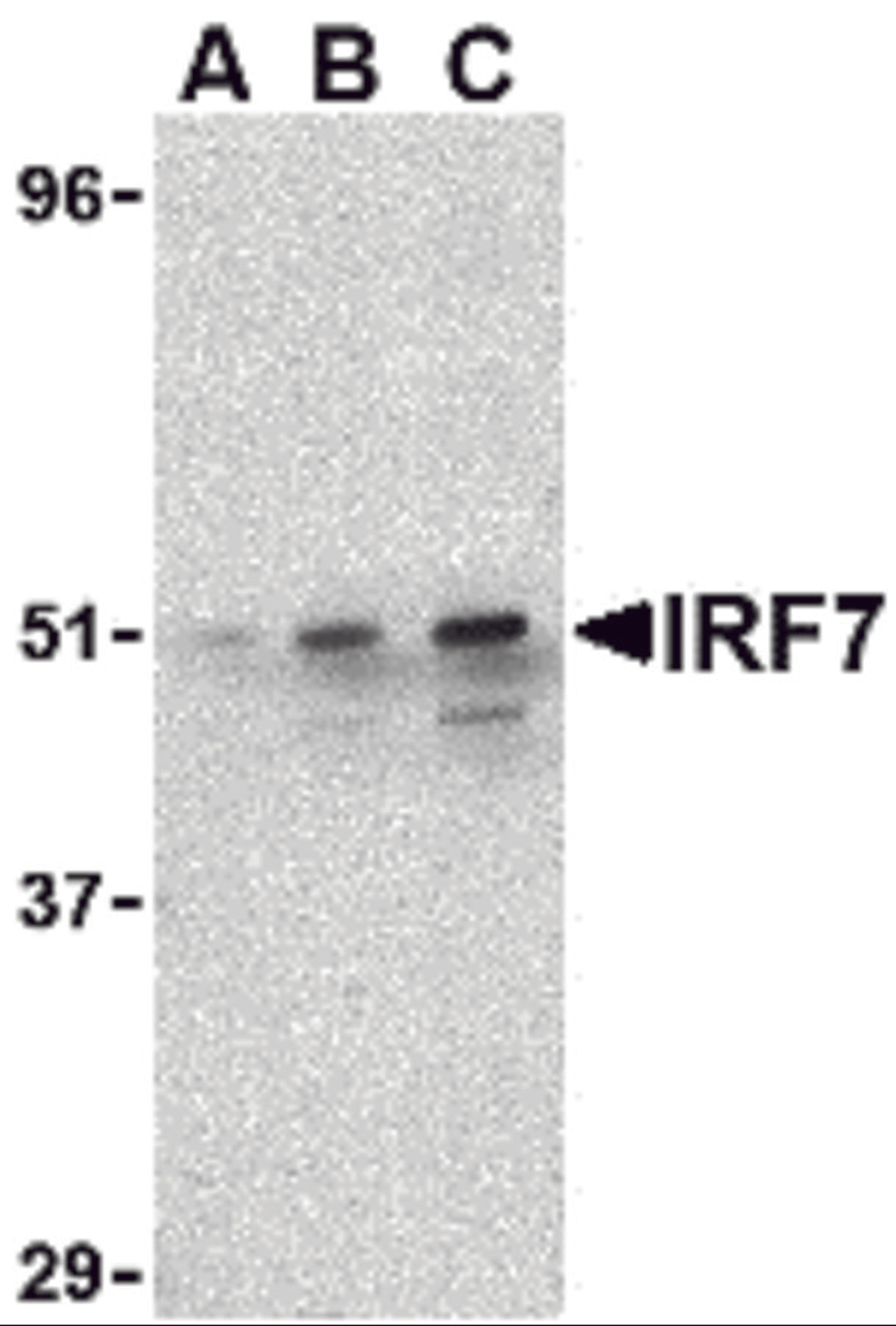 Western blot analysis of IRF7 in 293 whole cell lysate with IRF7 antibody at (A) 0.5, (B) 1, and (C) 2 μg/mL.