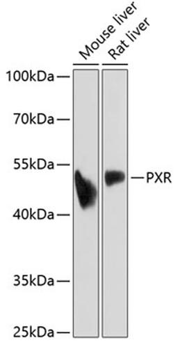 Western blot - PXR antibody (A17038)