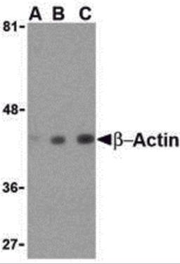 Western blot analysis of beta-actin in HeLa cell lysate with beta-actin antibody at (A) 0.5, (B) 1 and (C) 2 μg/mL.