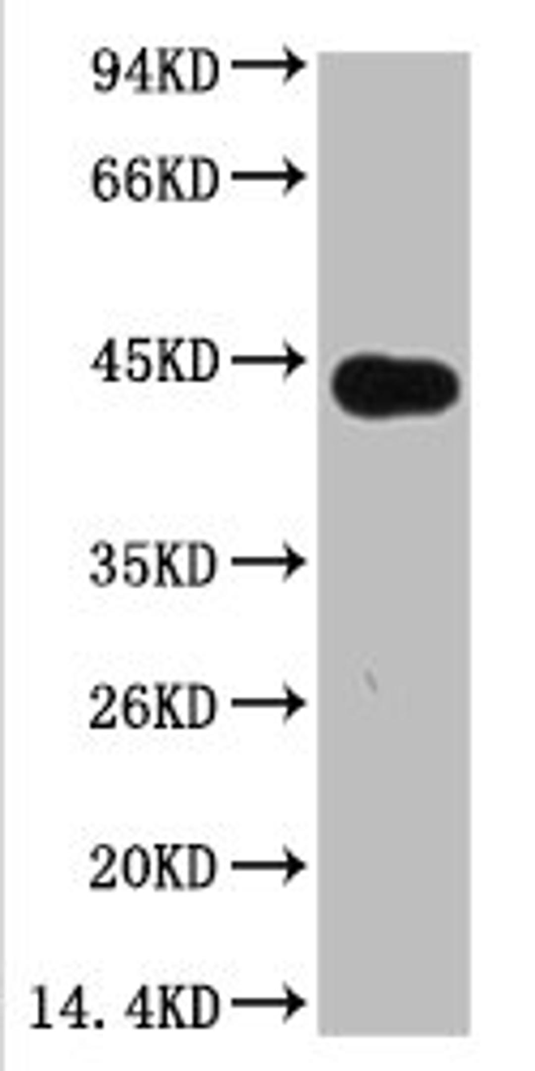 Western blot analysis of Arabidopsis, (Q30) diluted at 1:5000