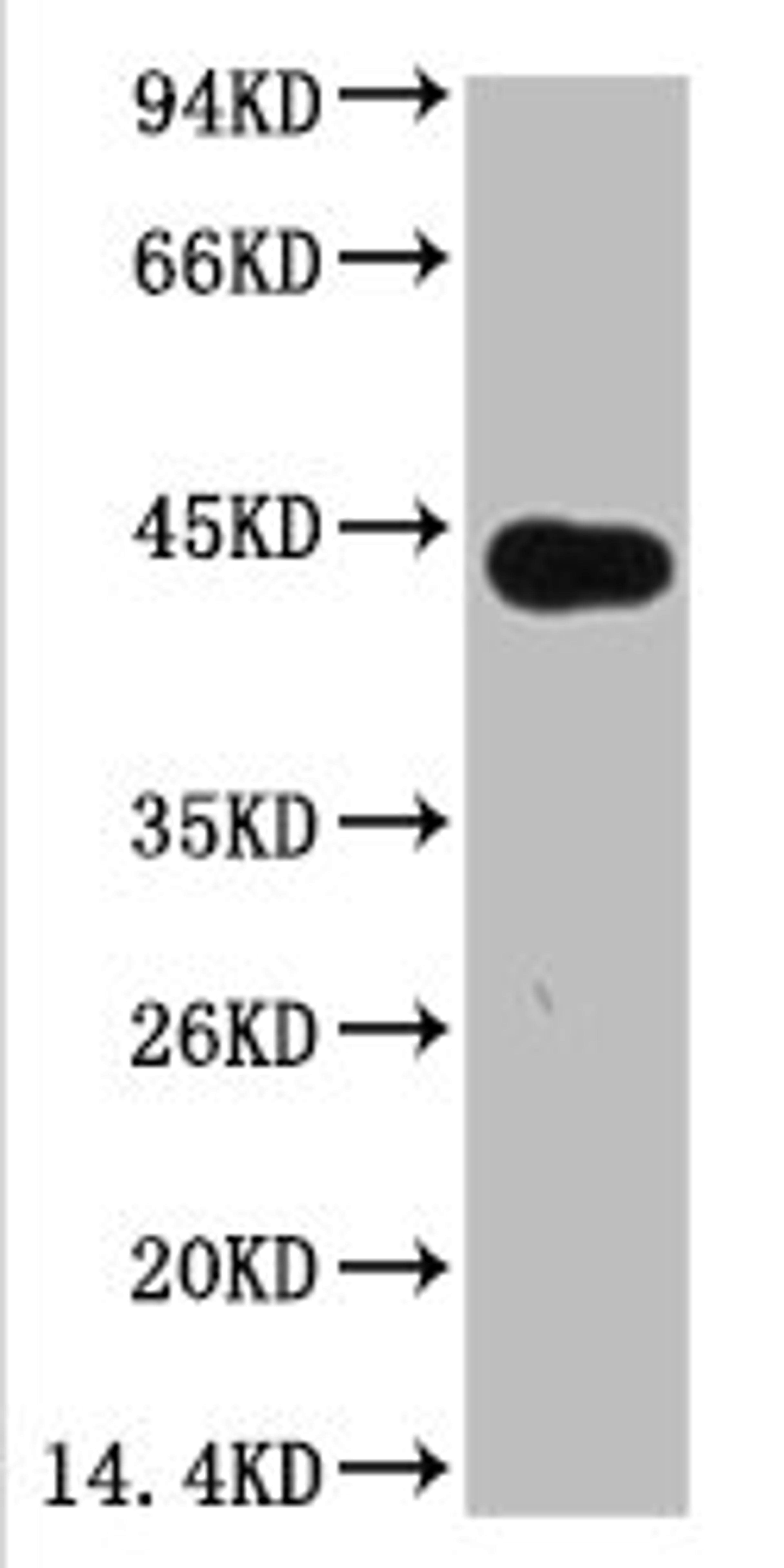 Western blot analysis of Arabidopsis, (Q30) diluted at 1:5000