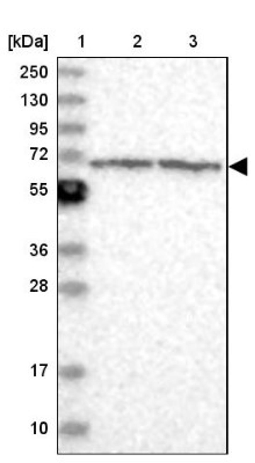 Western Blot: ENO4 Antibody [NBP2-38373] - Lane 1: Marker [kDa] 250, 130, 95, 72, 55, 36, 28, 17, 10<br/>Lane 2: RT-4<br/>Lane 3: U-251 MG