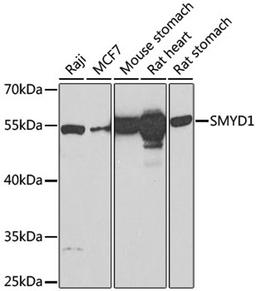 Western blot - SMYD1 Antibody (A2340)