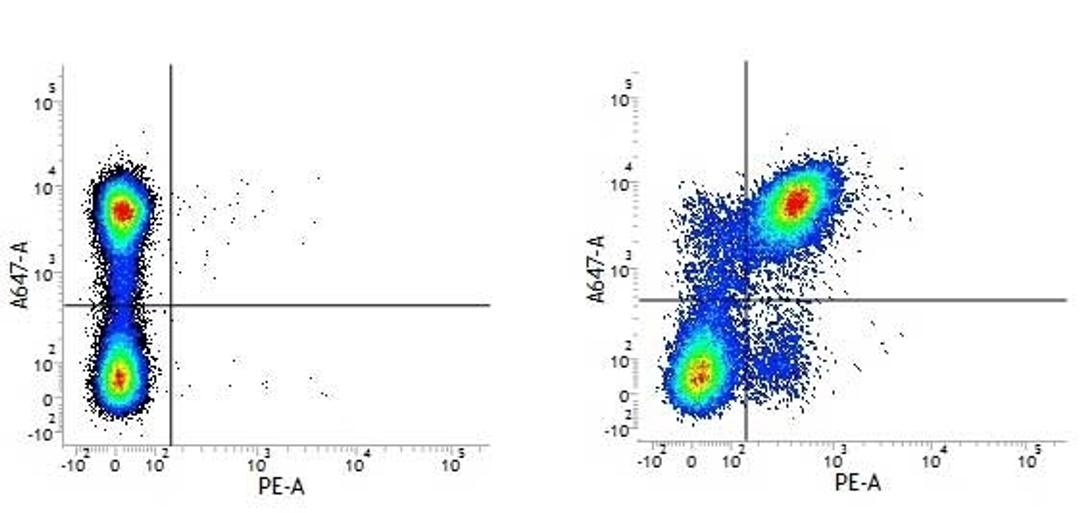 Figure A. Rat anti Mouse CD45R. Figure B. Rat anti Mouse CD45R and Rat anti mouse CD40. 