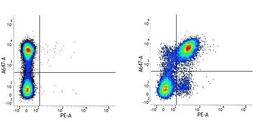 Figure A. Rat anti Mouse CD45R. Figure B. Rat anti Mouse CD45R and Rat anti mouse CD40. 