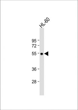 Western Blot at 1:1000 dilution + HL-60 whole cell lysate Lysates/proteins at 20 ug per lane.