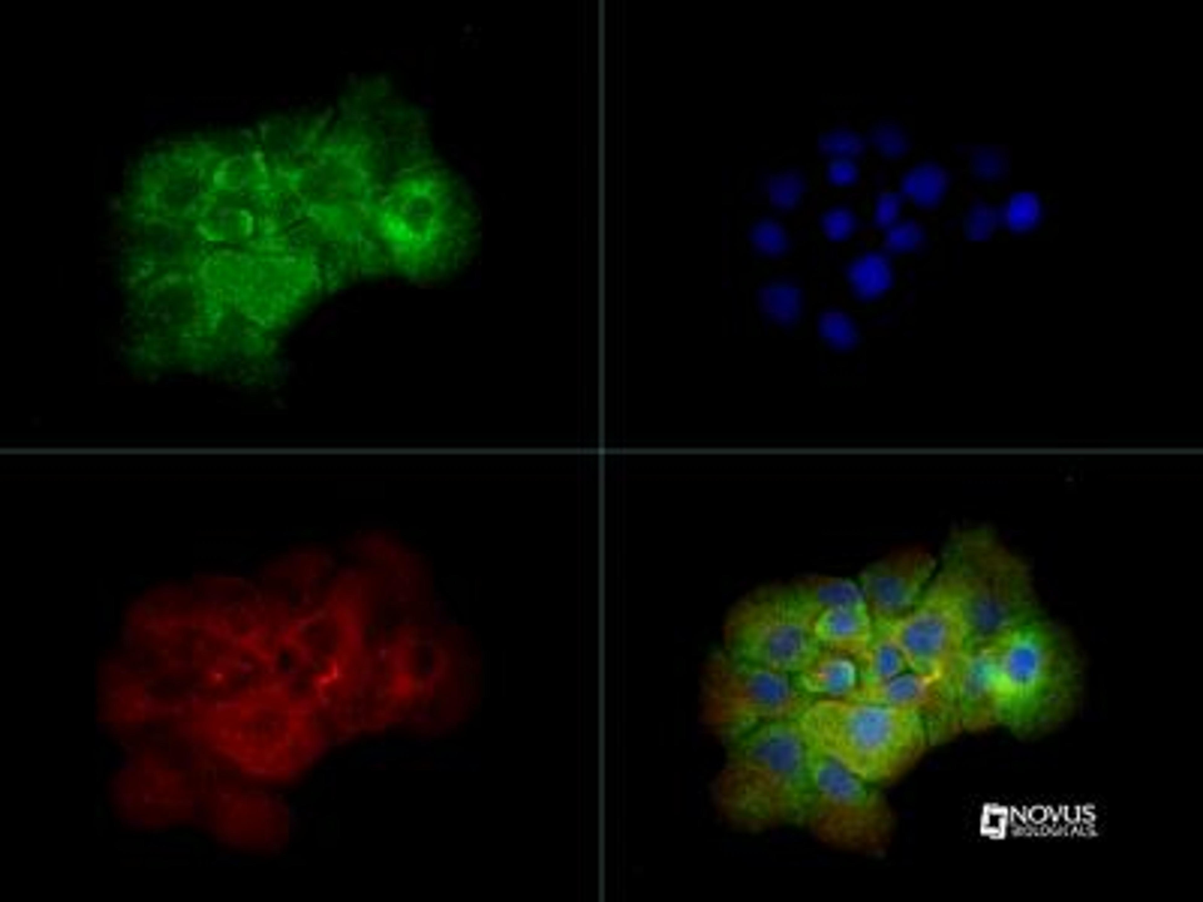 Immunocytochemistry/Immunofluorescence: TNF-alpha Antibody [NBP1-19532] -  TNF alpha antibody was tested in A431 cells with DyLight 488 (green). Nuclei and alpha-tubulin were counterstained with DAPI (blue) and Dylight 550 (red).