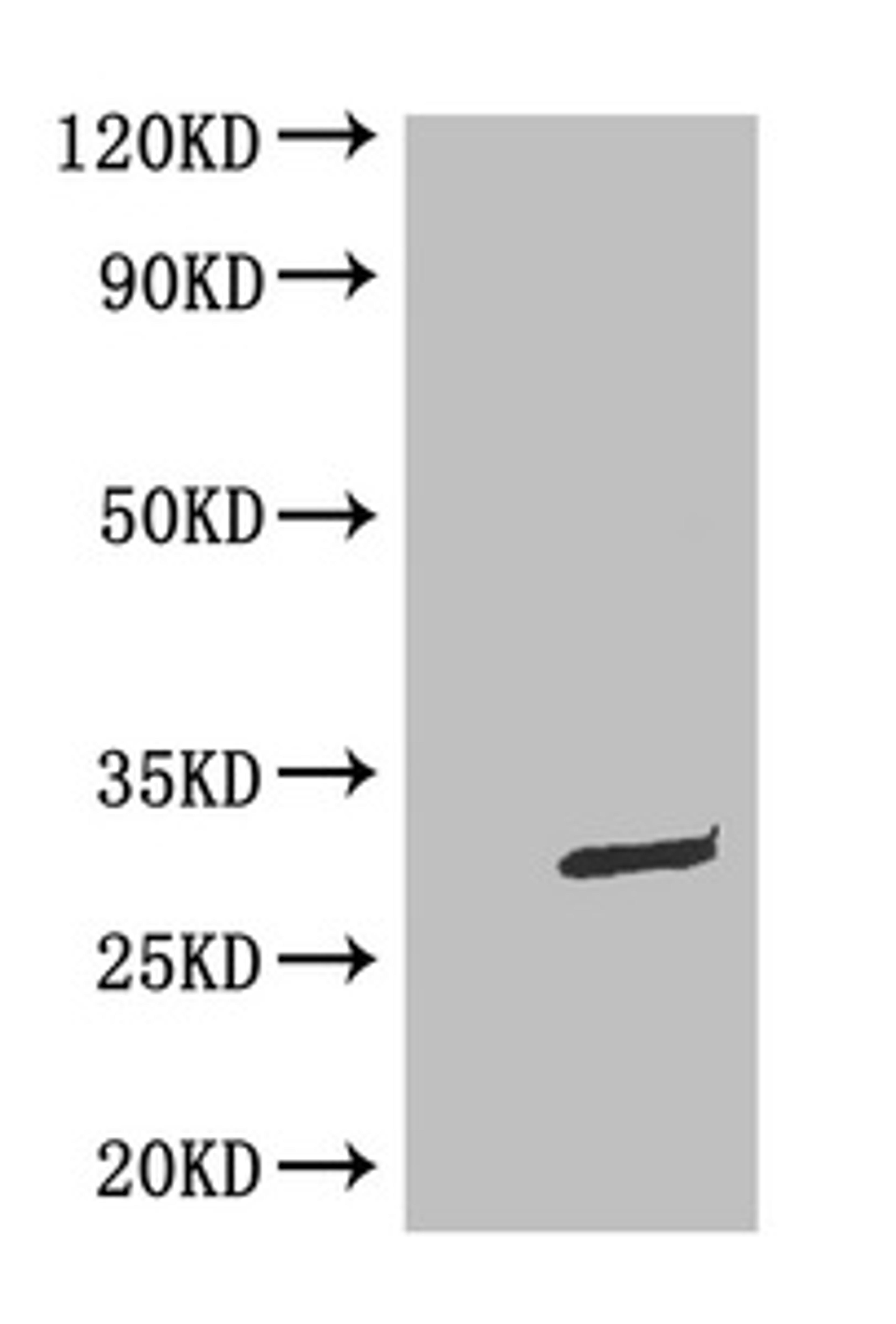 WB: Mouse Anti-eGFP monoclonal antibody at 0.1ug/ml. Lane 1:HEK-293 cell lysate. Lane 2:GFP transfected HEK-293 cell lysate. Secondary. Goat polyclonal to Mouse IgG at 1/5000 dilution. Predicted band size : 30kd. Observed band size : 30kd. 