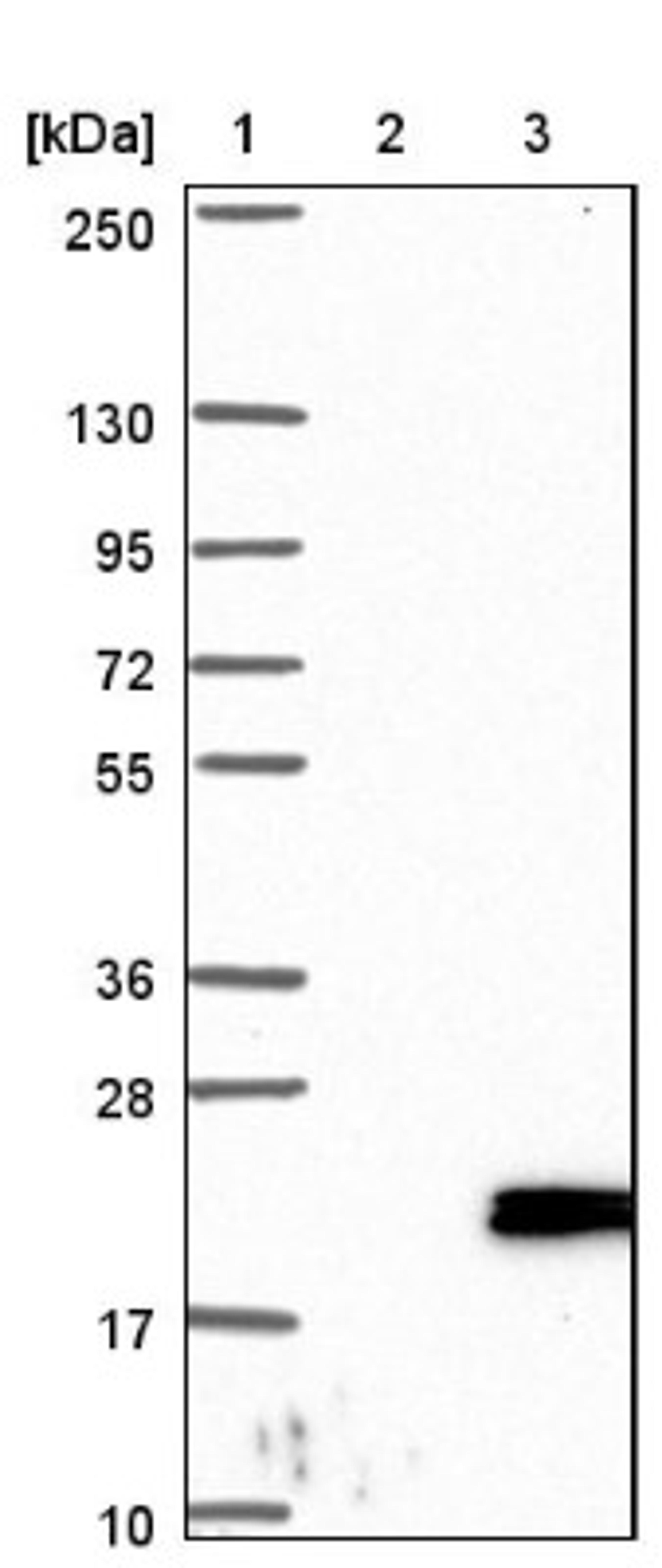 Western Blot: CBP20 Antibody [NBP1-91755] - Lane 1: Marker [kDa] 250, 130, 95, 72, 55, 36, 28, 17, 10<br/>Lane 2: Negative control (vector only transfected HEK293T lysate)<br/>Lane 3: Over-expression lysate (Co-expressed with a C-terminal myc-DDK tag (~3.1 kDa) in mammalian HEK293T cells, LY402134)