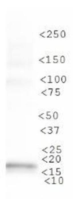 Western Blot: LC3I Antibody [NBP1-78964] - WB analysis of LC3I in Neuro2A cell lysate.