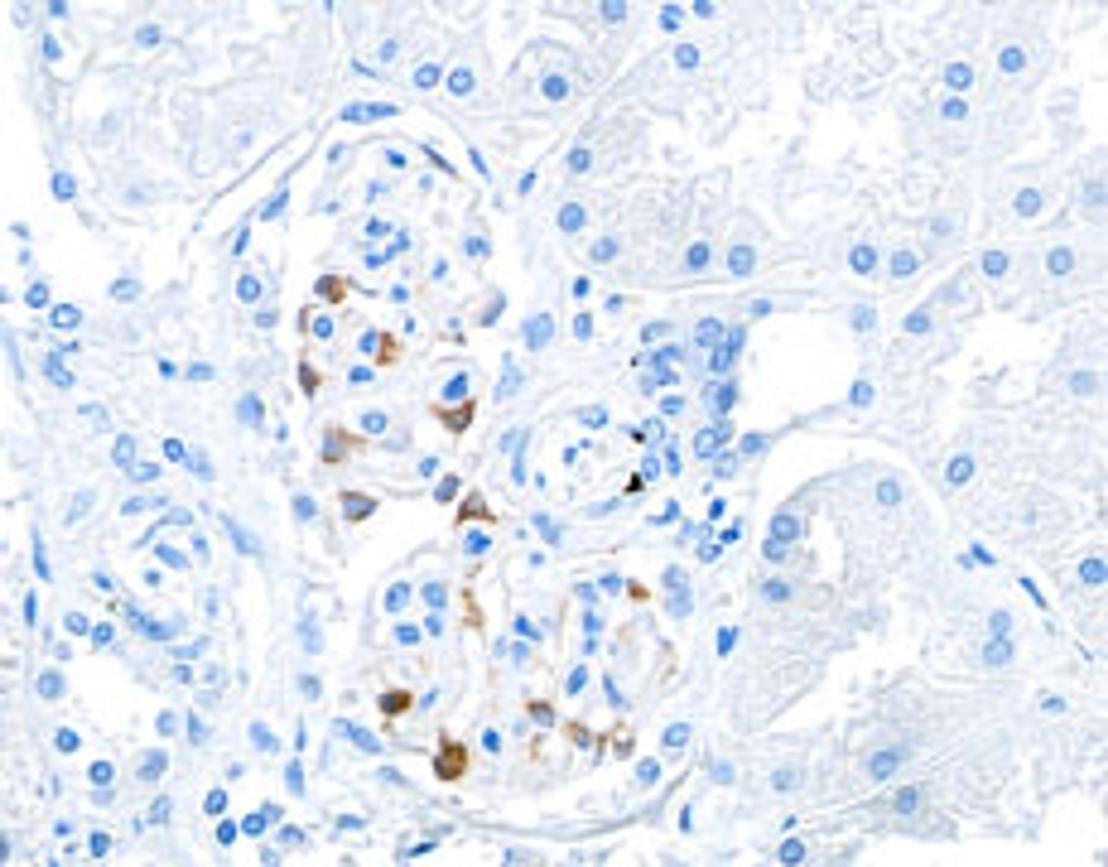 Detection of human ZO-1 in FFPE kidney by IHC.