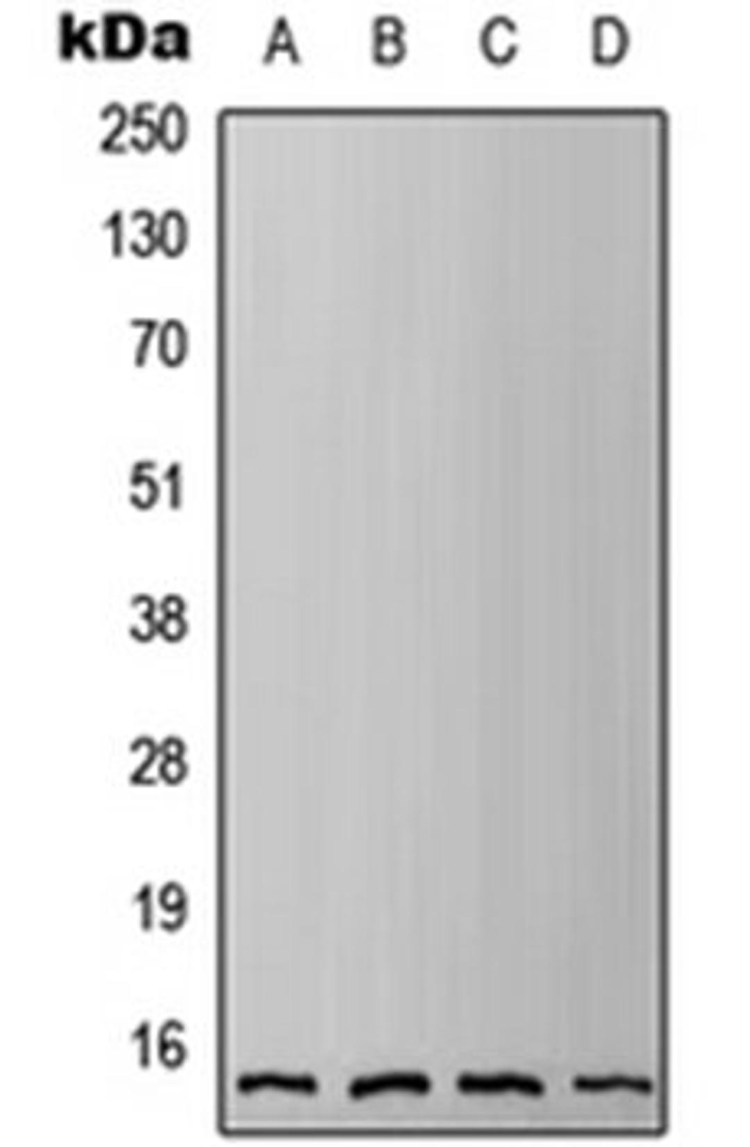 Western blot analysis of HEK293T (Lane 1), HeLa (Lane 2), Raw264.7 (Lane 3), H9C2 (Lane 4) whole cell lysates using IFITM3 antibody