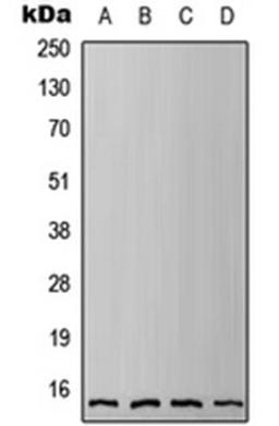 Western blot analysis of HEK293T (Lane 1), HeLa (Lane 2), Raw264.7 (Lane 3), H9C2 (Lane 4) whole cell lysates using IFITM3 antibody