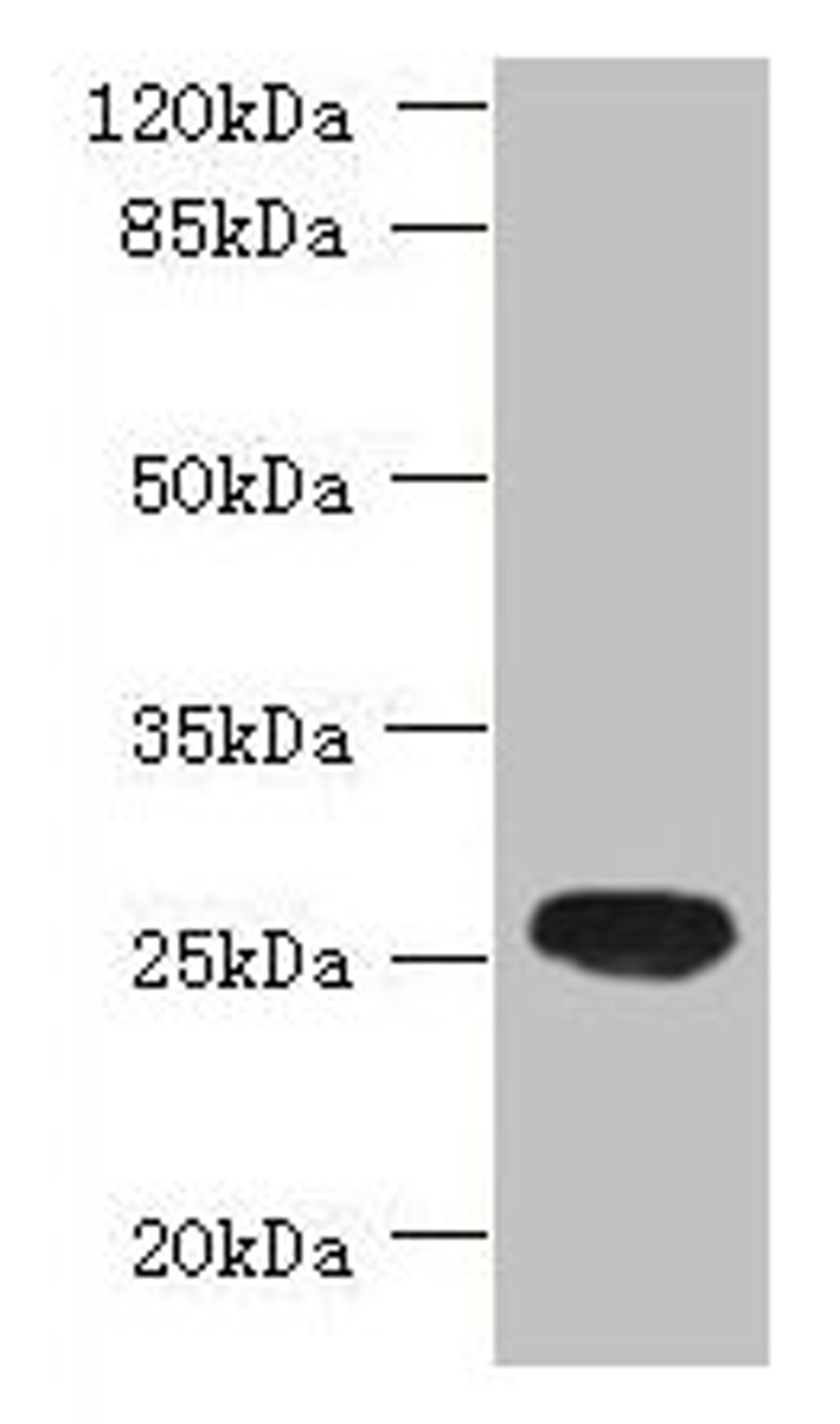 Western blot. All lanes: ENKD1 antibody at 7µg/ml + Mouse brain tissue. Secondary. Goat polyclonal to rabbit IgG at 1/10000 dilution. Predicted band size: 39, 26 kDa. Observed band size: 26 kDa