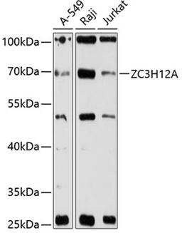 Western blot - ZC3H12A antibody (A12667)