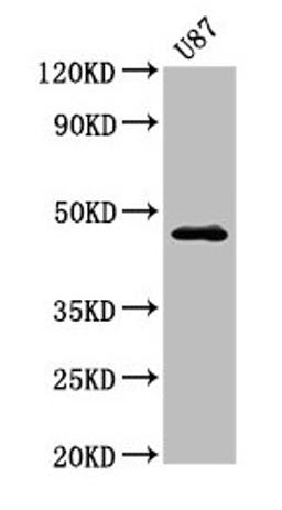 Western Blot. Positive WB detected in: U87 whole cell lysate. All lanes: NTSR2 antibody at 3.2µg/ml. Secondary. Goat polyclonal to rabbit IgG at 1/50000 dilution. Predicted band size: 46 kDa. Observed band size: 46 kDa